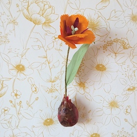 Tulipe orange - bulbe