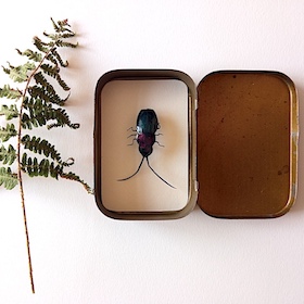 Carabe doré - boite