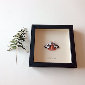 Papillon Écaille - sous-verre