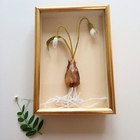 Perce-neige - sous-verre